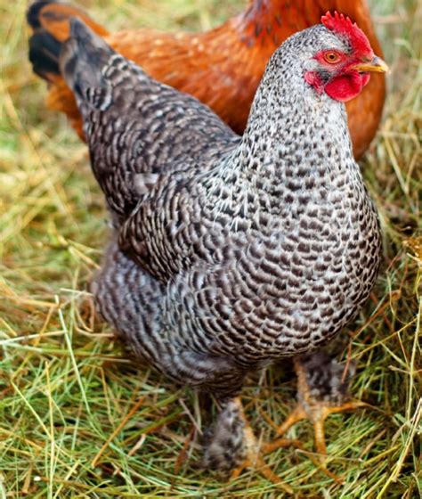 female cuckoo maran|cuckoo marans for sale.